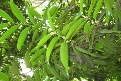 Diospyros malabarica
